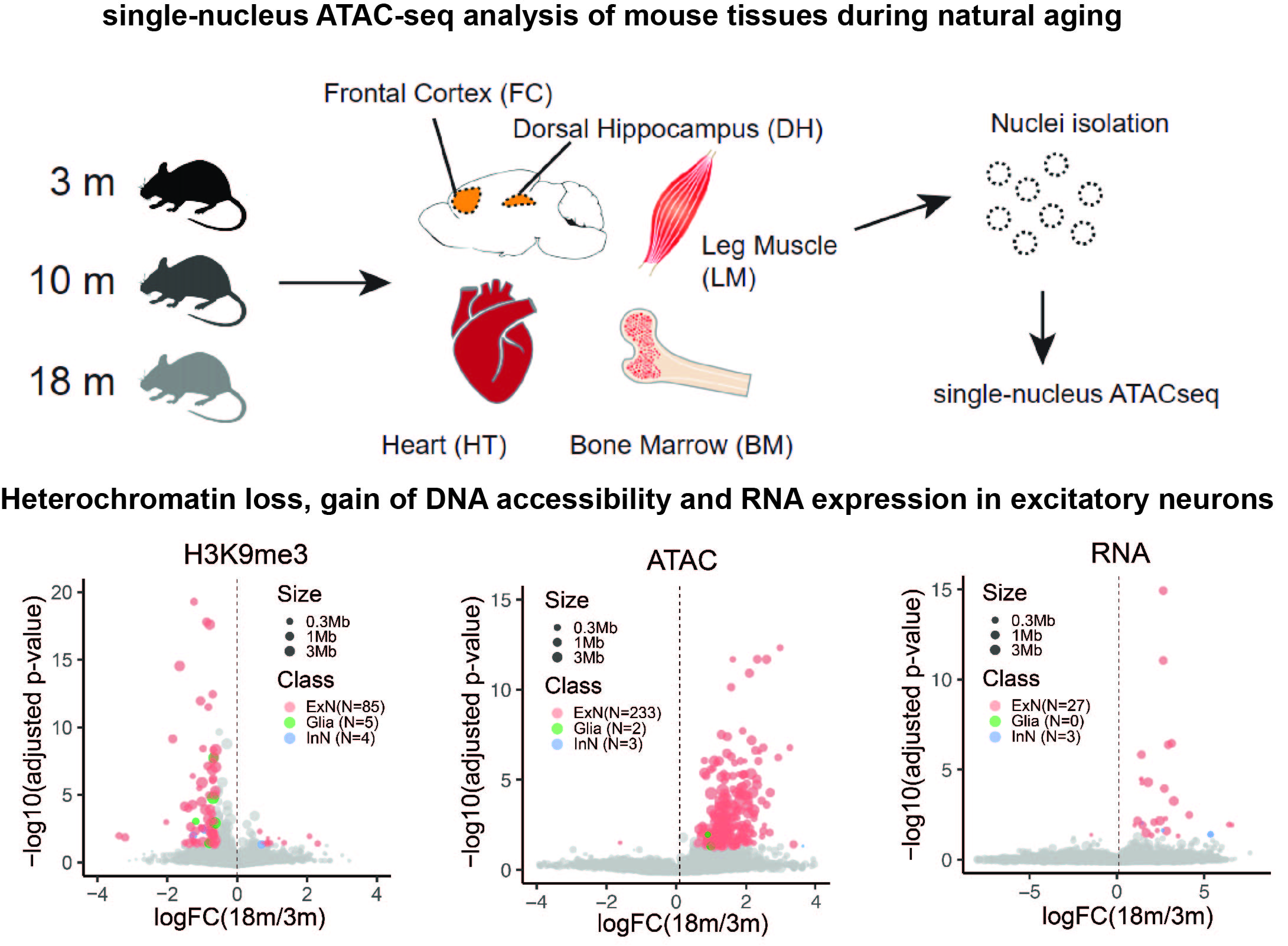 Yanxiao and Luisa's mouse single-cell aging paper published on Cell Research today!