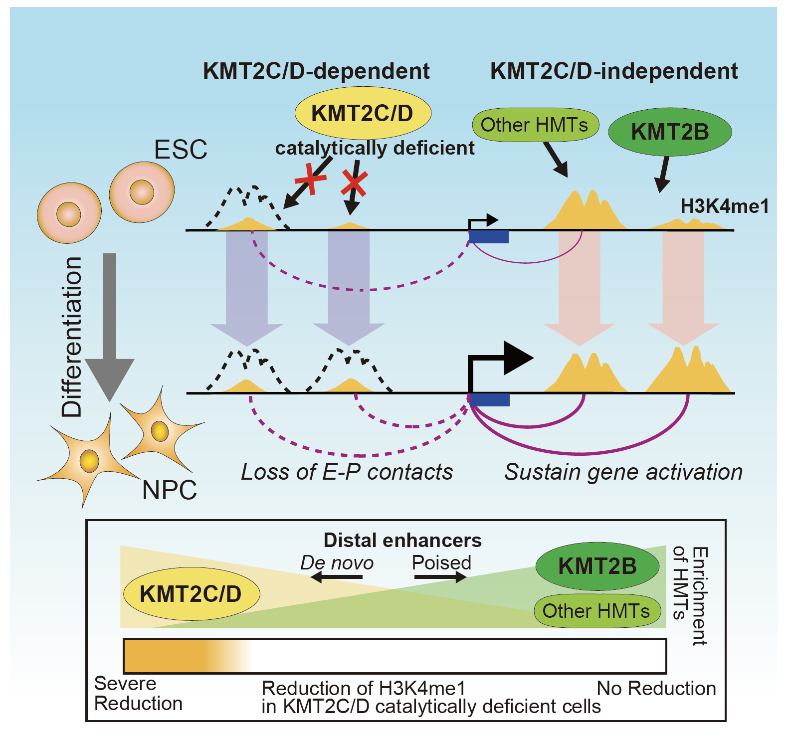 Naoki Kubo's KMT2C/D and KMT2B (MLL3/4 and MLL2) paper is published in Molecular Cell!