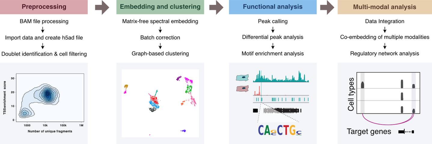 Kai Zhang's paper on a fast, scalable and versatile tool for analysis of single-cell omics data is published in Nature Methods!