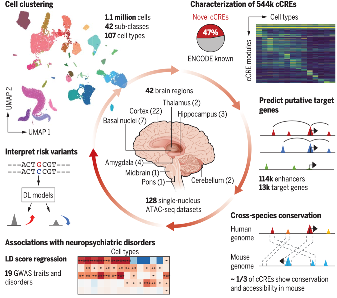Yang's human brain snATAC-seq paper is published in Science!